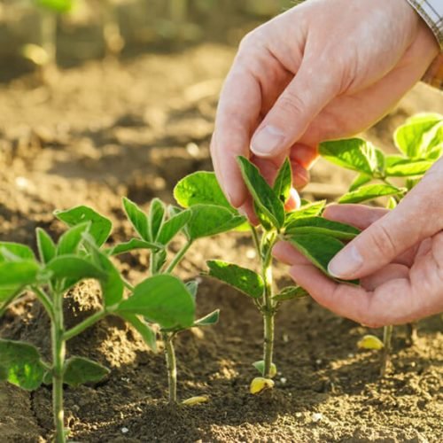 agricultura-fertilizante-infocampo